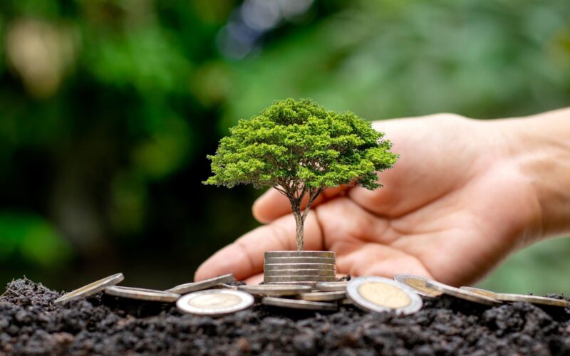 Arbre planté et monnaie